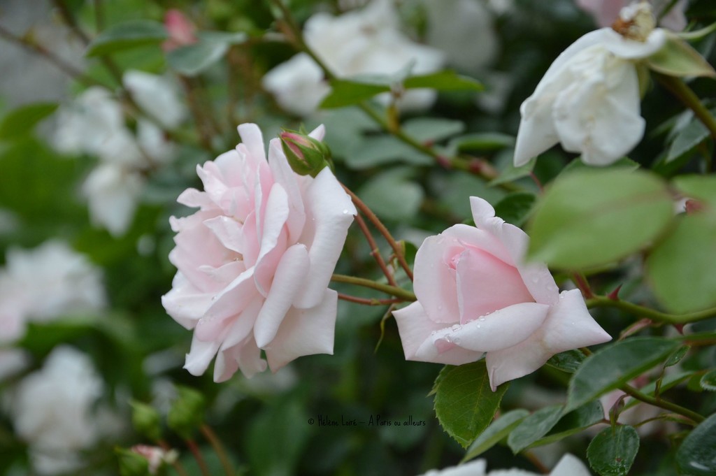 pink roses by parisouailleurs