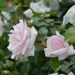 pink roses by parisouailleurs