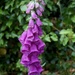 Day 165 - Foxgloves in the Rain by wag864