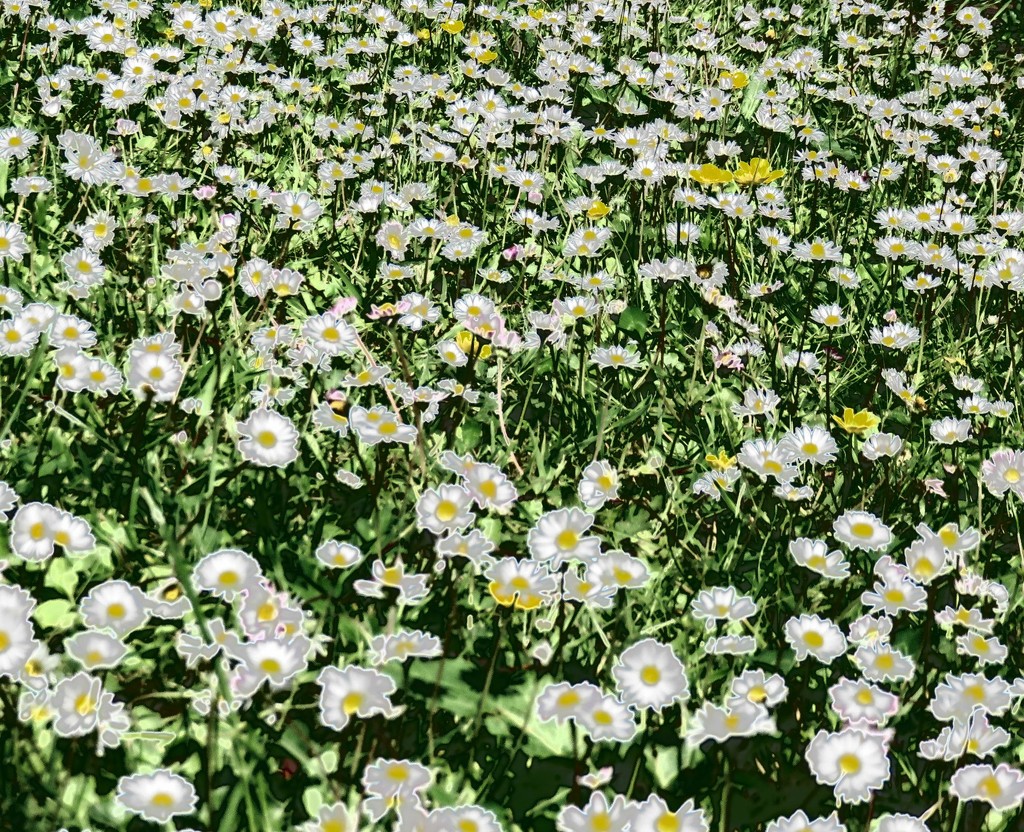 Daisy daisy by countrylassie