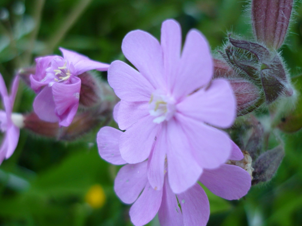 Pretty pastels by countrylassie