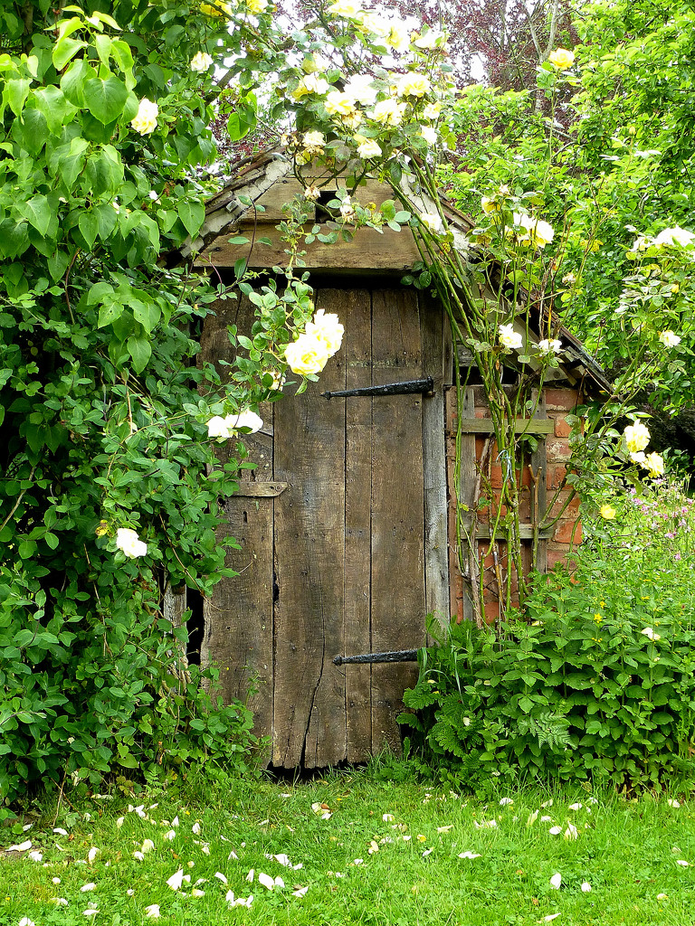 Old door surrounded by roses....  by snowy