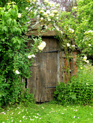 12th Jun 2016 - Old door surrounded by roses.... 