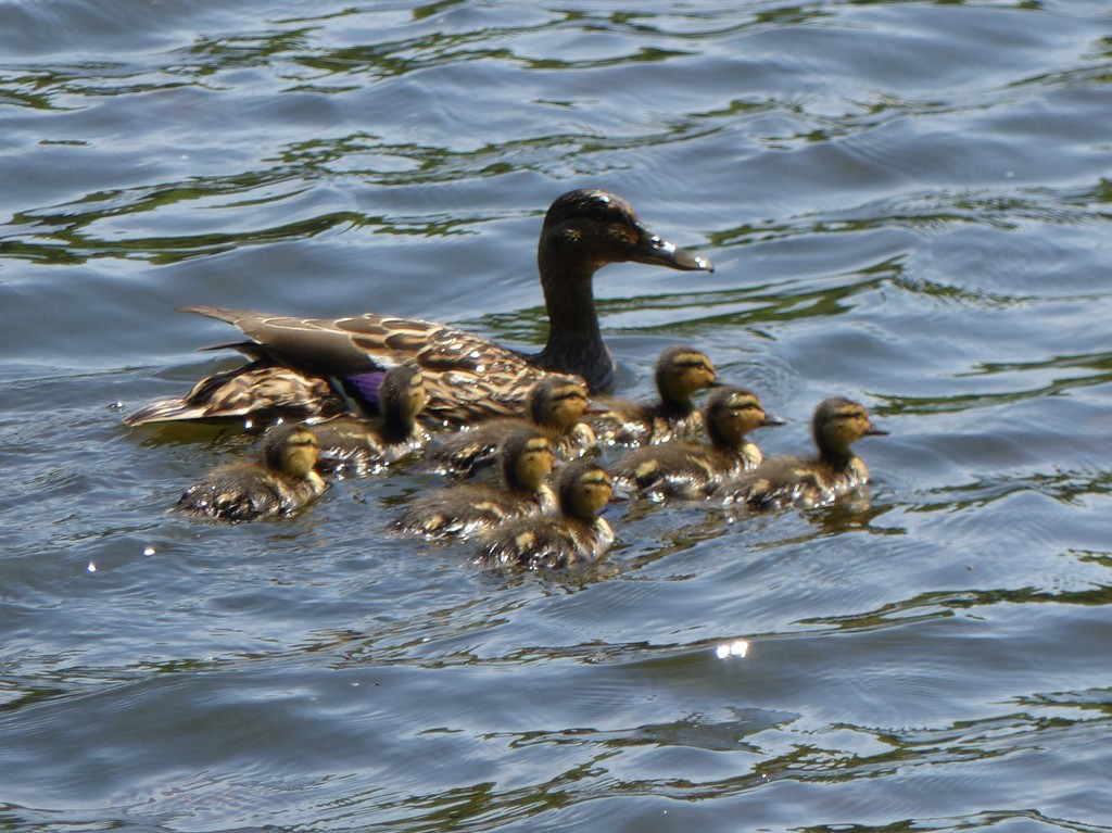 Mallard Ducklings by susiemc