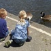 Feeding the Swans by susiemc