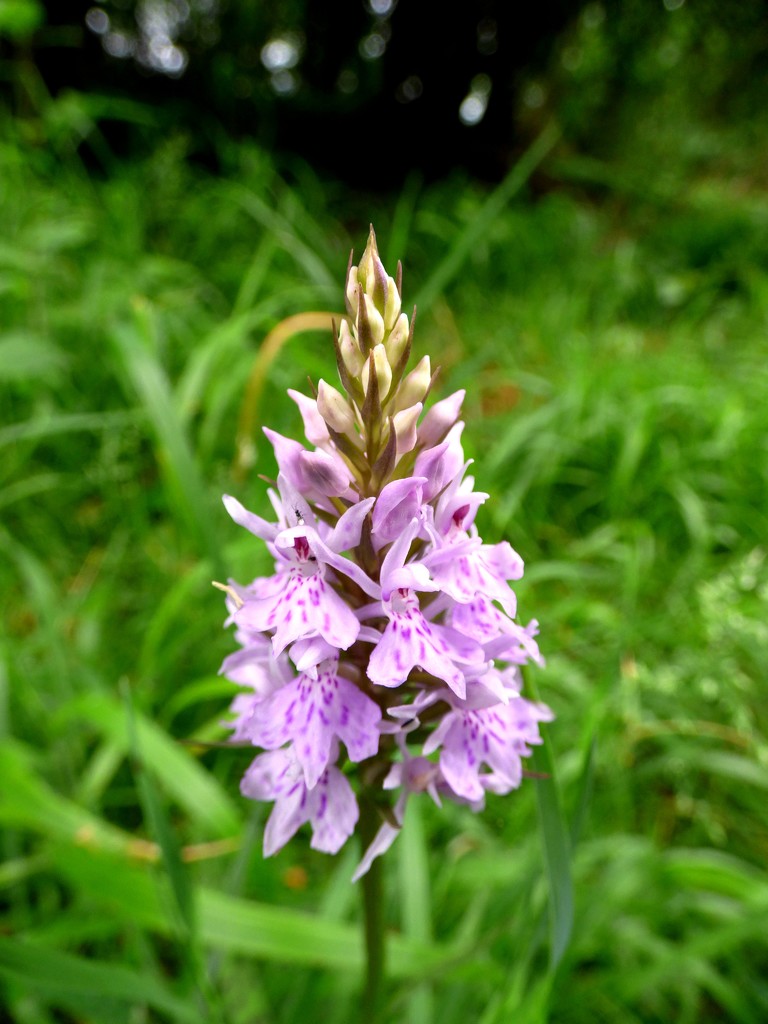 Common Spotted orchid by julienne1