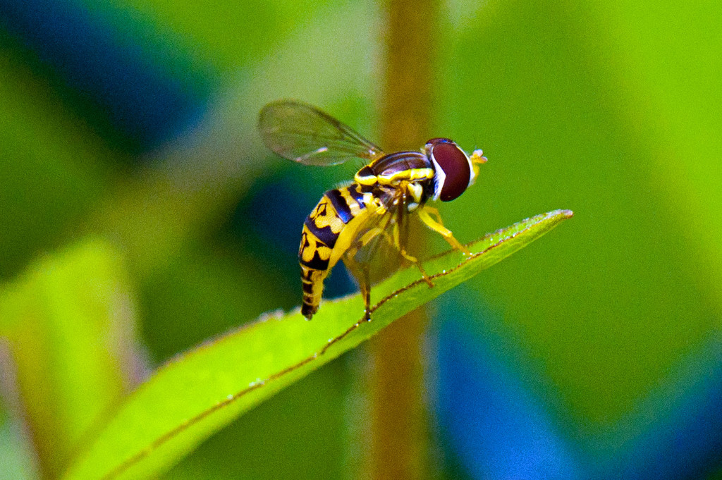 Hover Fly by dianen