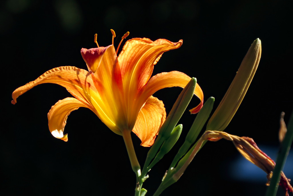 Tiger Lily Beauty by milaniet