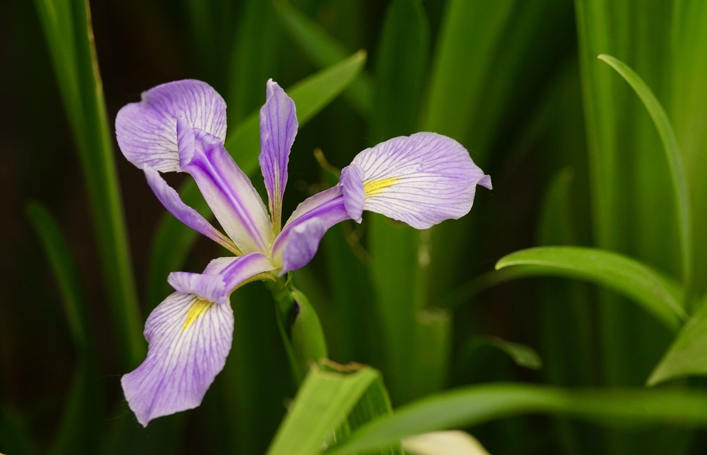 wild iris by amyk