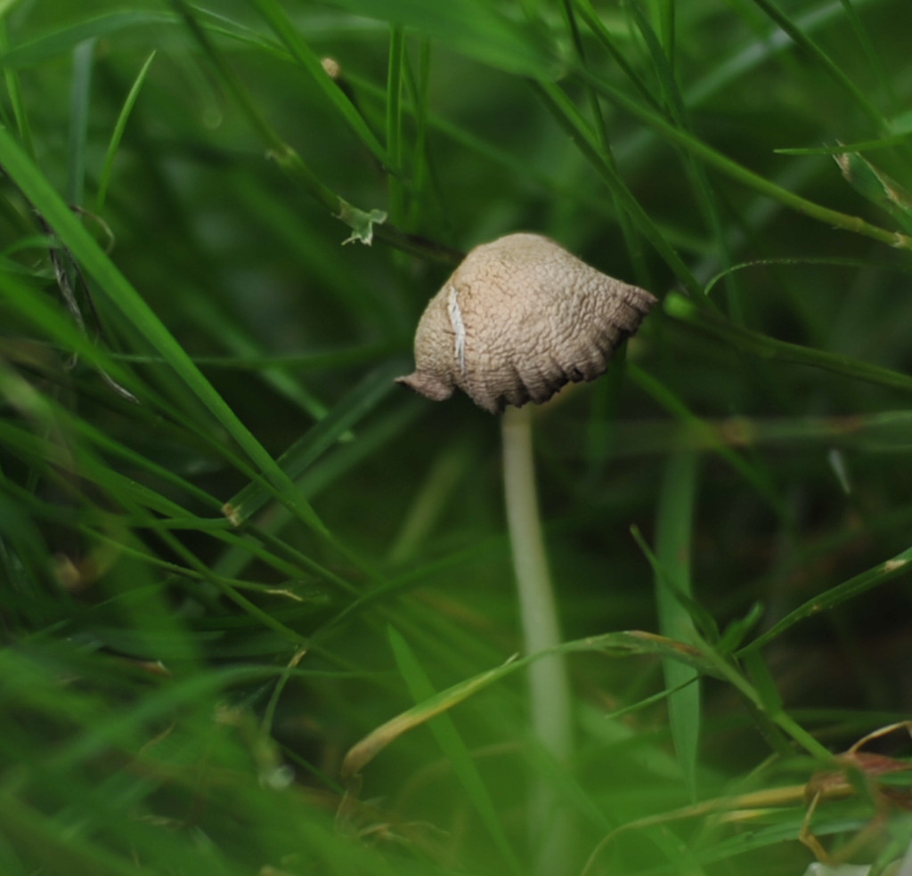 Little mushroom by loweygrace