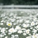 Faded Daisies by kwind