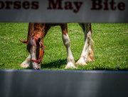 13th Jun 2016 - Horses May Bite?