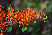 13th Jun 2016 - Butterfly Weed