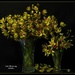 Cymbidium Orchids... by happysnaps