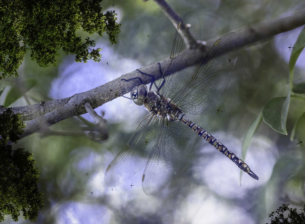 dragonfly dreams by aecasey