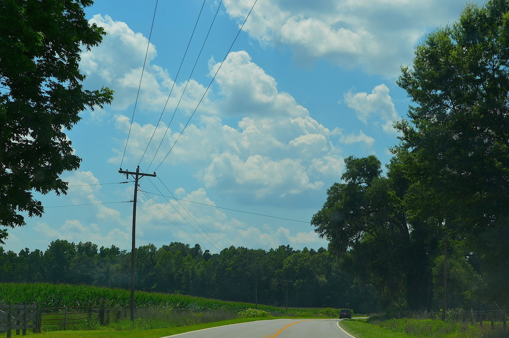 A classic scene of rural South Carolina countryside from my recent day trip by congaree