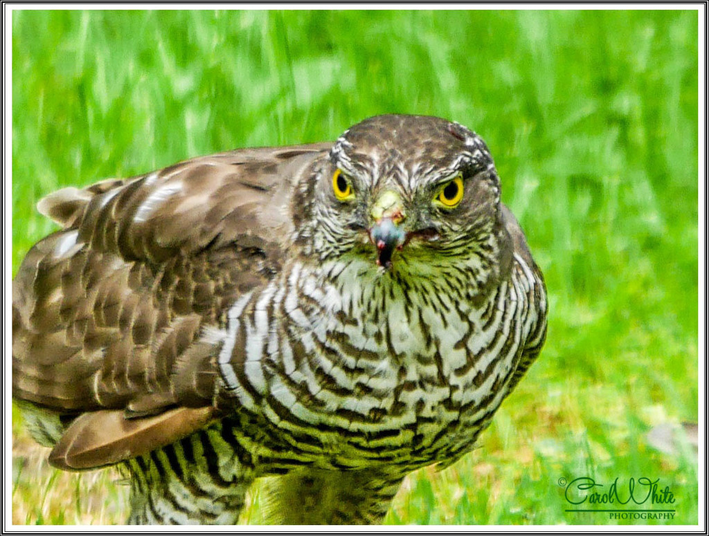 Sparrowhawk by carolmw