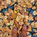 Autumn Leaves by leggzy