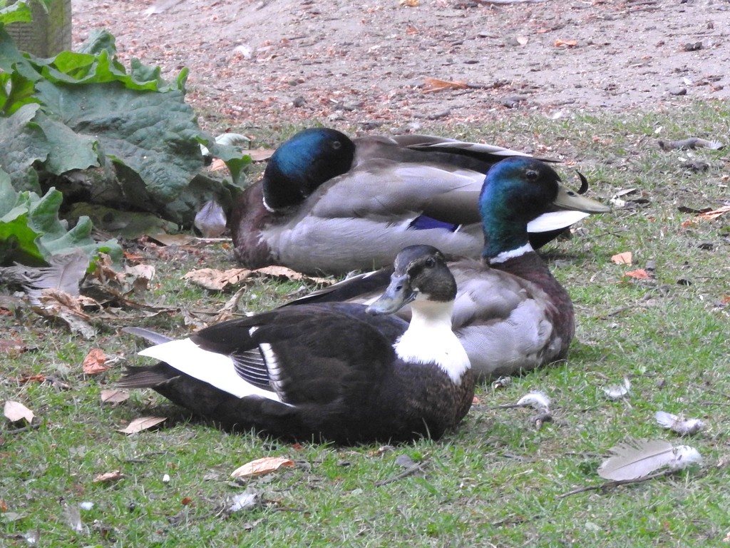 Ducks in Vernon  Park by oldjosh