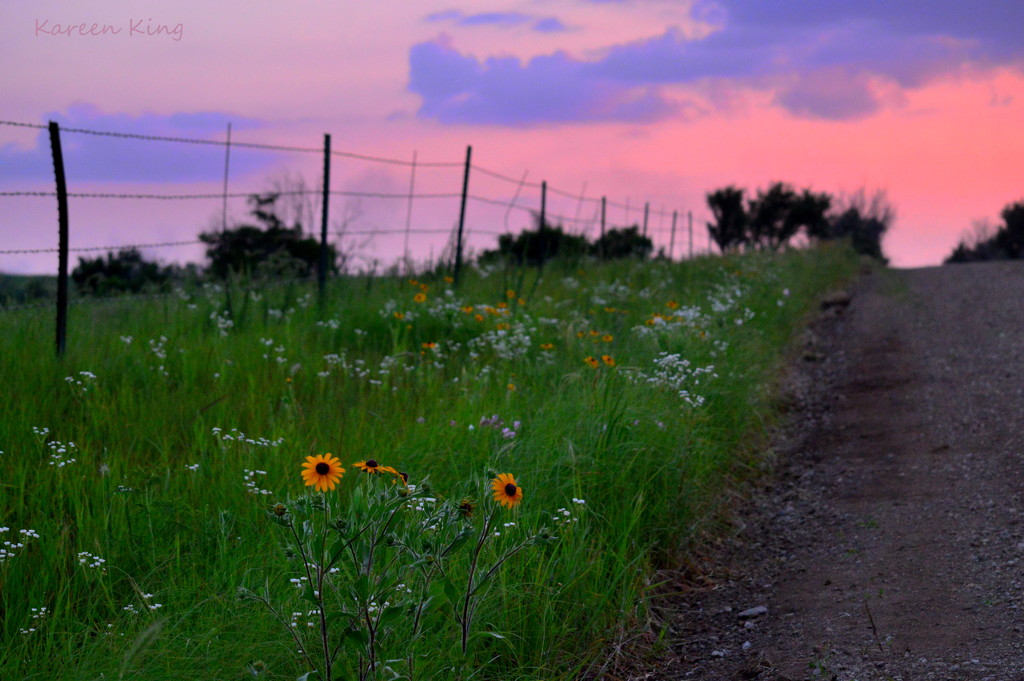 Kansas Wildflowers by kareenking