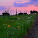 Kansas Wildflowers by kareenking