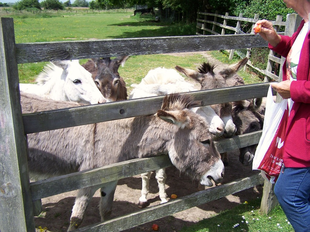 Donkey Feeding Time by davemockford