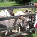 Donkey Feeding Time by davemockford