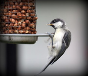 14th Jun 2016 - Believe it or not - this is a young great tit