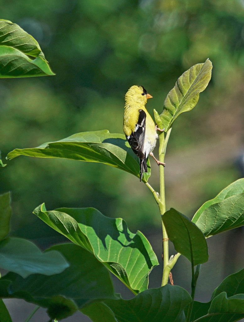 Goldfinch on Magnolia #1 by gardencat