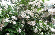 13th Jun 2016 - Philadelphus 