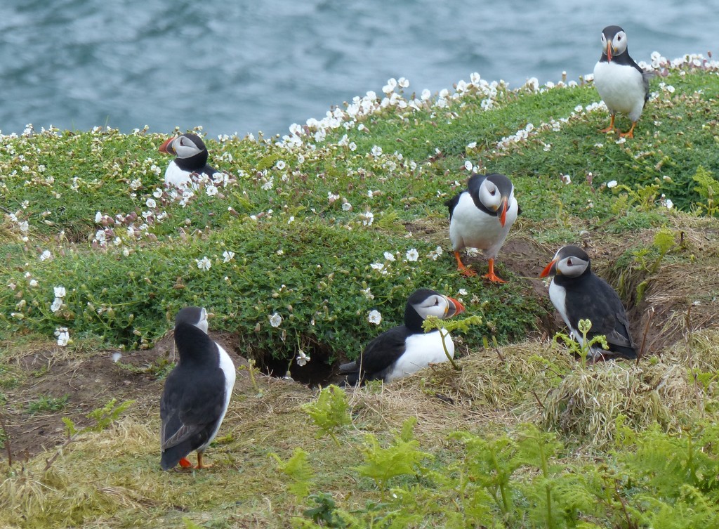  Puffin Gathering  by susiemc
