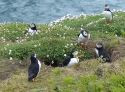 31st May 2016 -  Puffin Gathering 