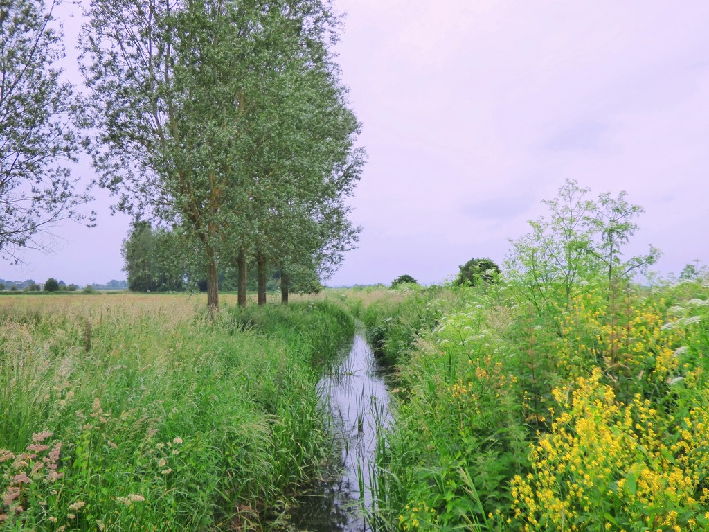 June on the Somerset Levels by julienne1