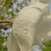 14th Jun 2016 - white rose after the rain