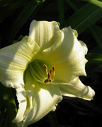 12th Jun 2016 - Lily in the light