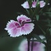 Dianthus  by mzzhope