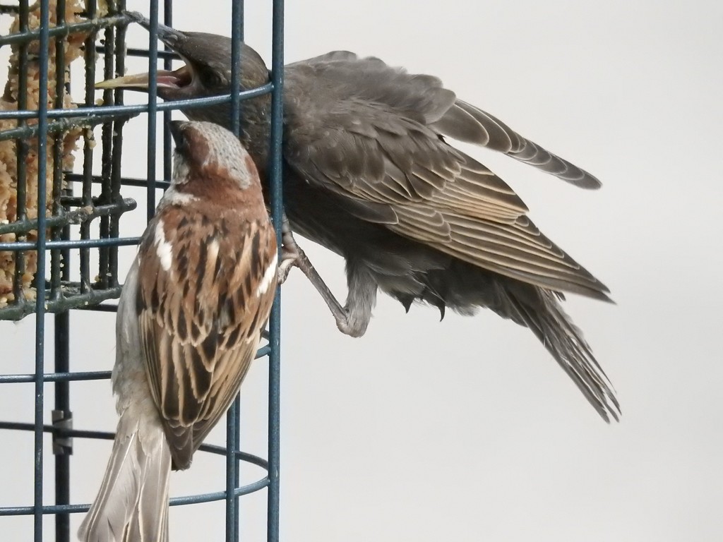 suet squabble by amyk