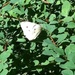 Butterfly by tatra