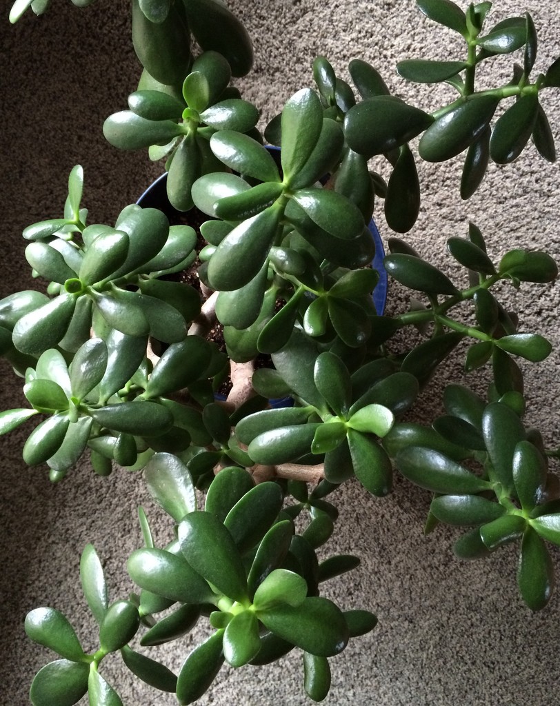 Jade Plant by bjchipman