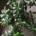 Jade Plant by bjchipman