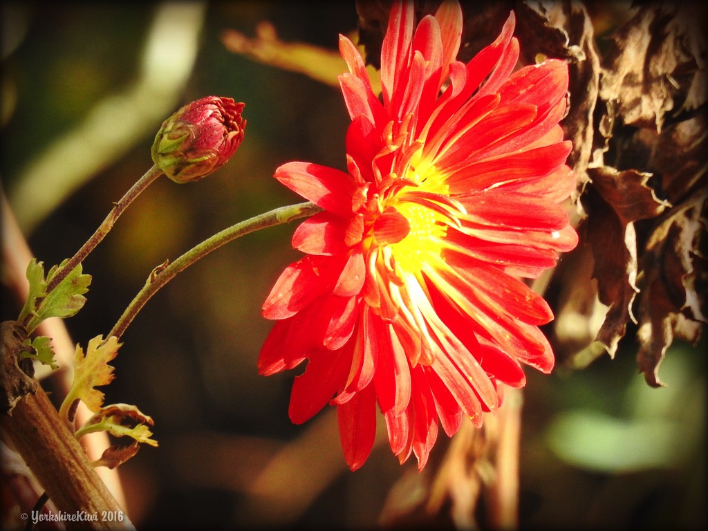 Autumn flower by yorkshirekiwi