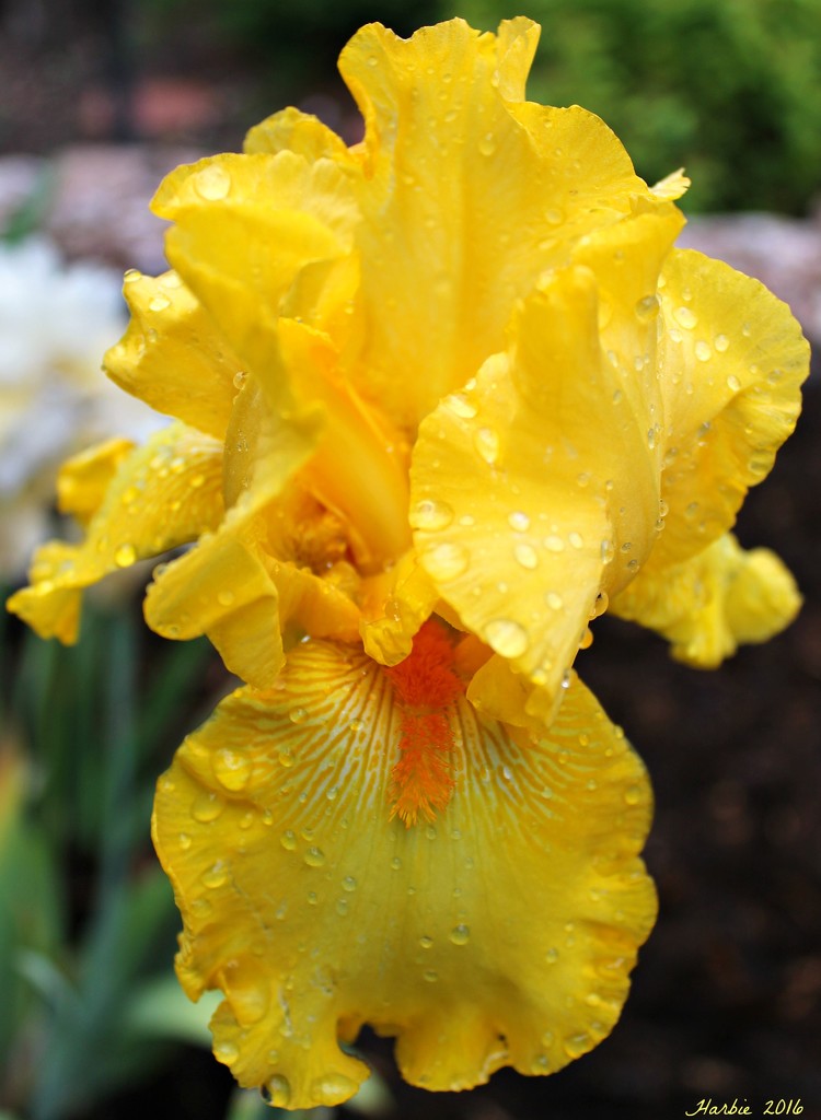 Rainy Iris by harbie
