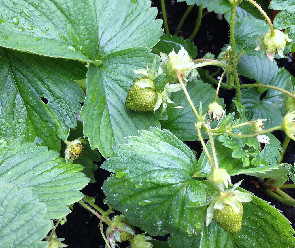 Growing strawberries! by anne2013