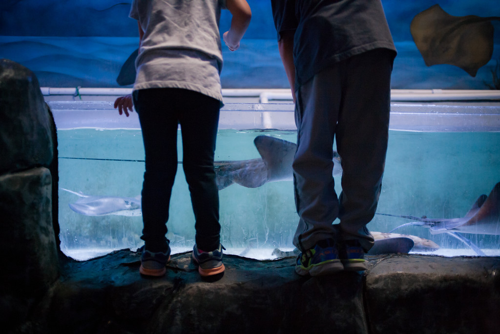 An Aquarium Birthday by tina_mac
