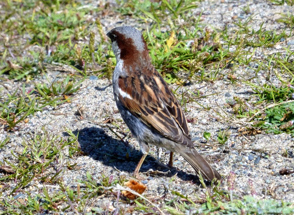 Sparrow   by beryl