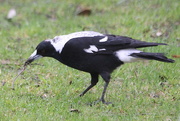 15th Jun 2016 - Lunch for a Lady Magpie!