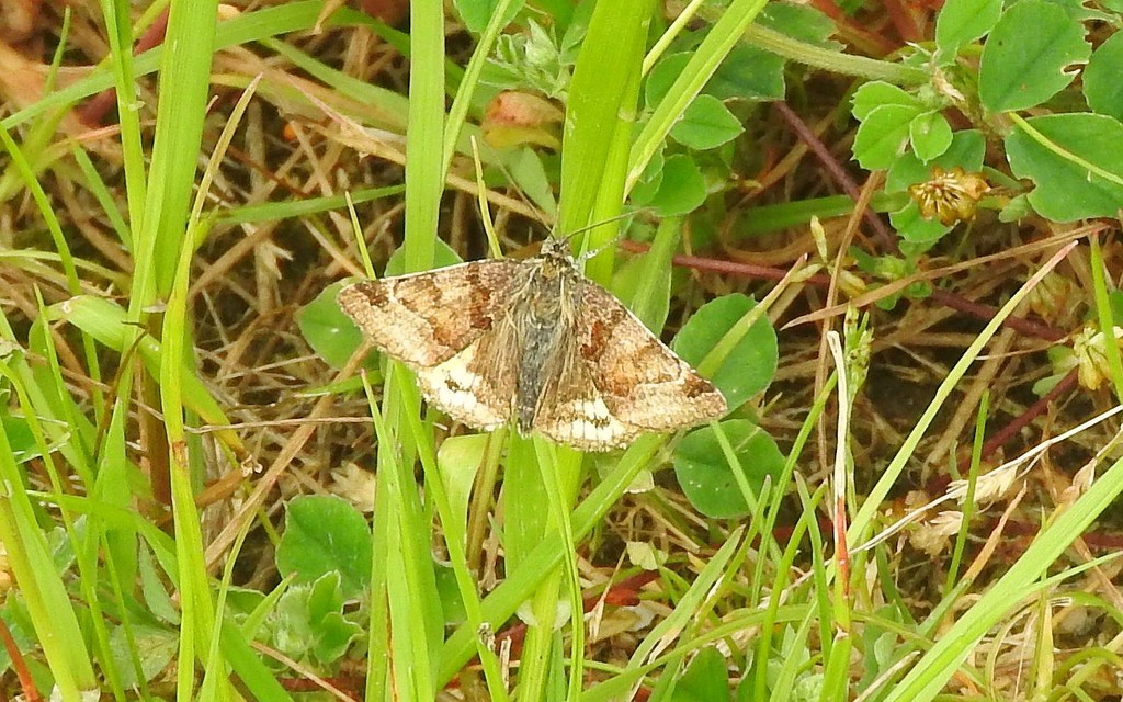 Small Moth by oldjosh