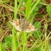 Small Moth by oldjosh