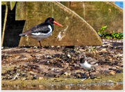 15th Jun 2016 - Oystercatcher And Chick