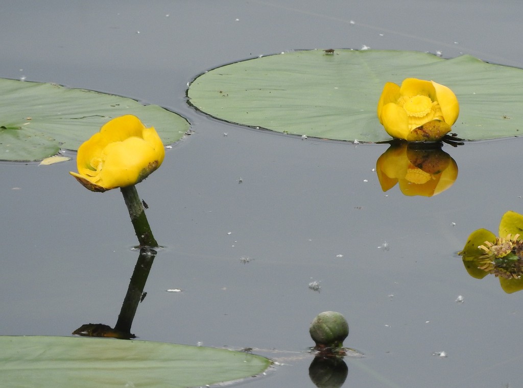 Water lilies by oldjosh